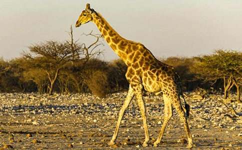站立的长颈鹿简笔画图片