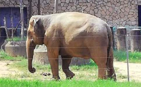胖胖的大象简笔画