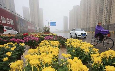 《风雨中的菊花》读后感