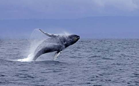 大鲸鱼在海边最新版大班语言教案