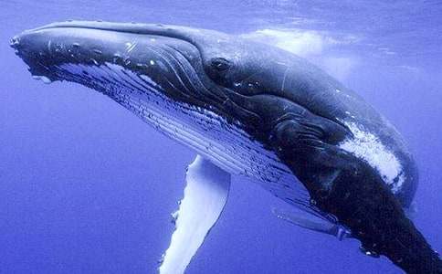 梦见鲸鱼最近财运如何