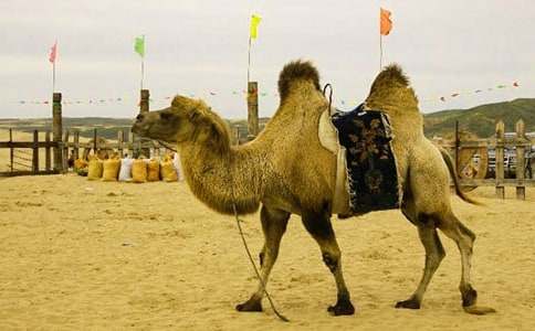 中班语言教案：骆驼和羊