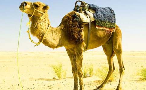 《骆驼》中班语言教案