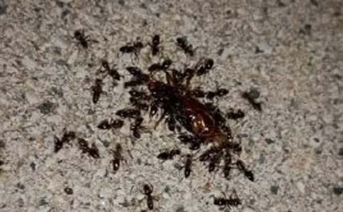 小蚂蚁历险记作文
