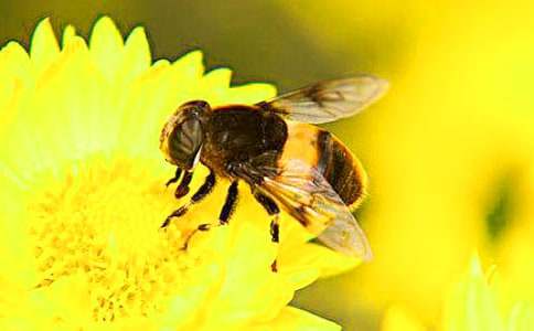 【必备】《蜜蜂》作文5篇