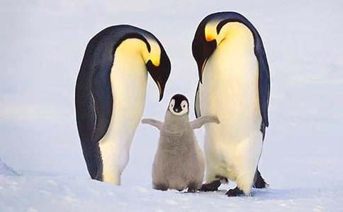 幼儿折纸企鹅的教程