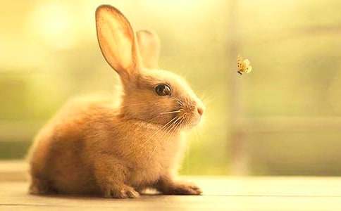 兔子动物作文(汇编15篇)