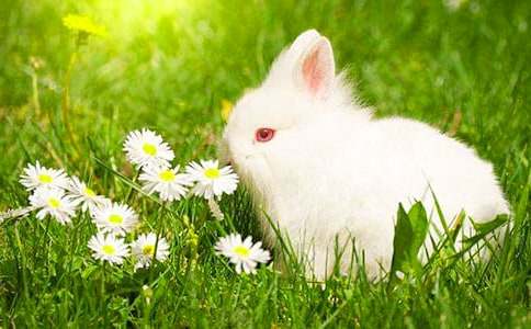 【推荐】可爱的兔子作文5篇