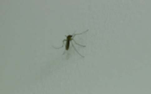关于蚊子的作文