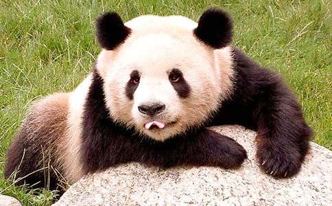 关于国宝熊猫作文合集6篇