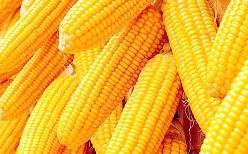 玉米当主食能减肥吗？