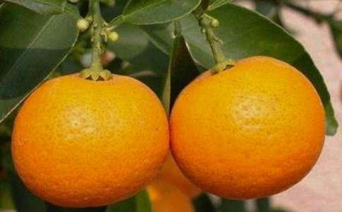 【热】家乡的橘子作文