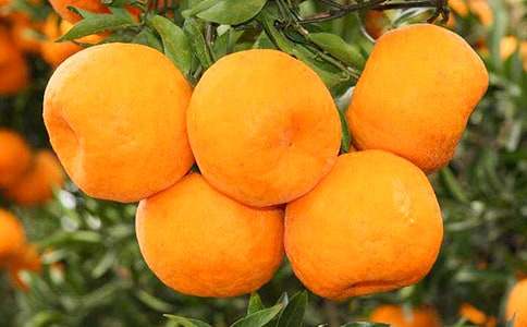 橘子的作文(15篇)