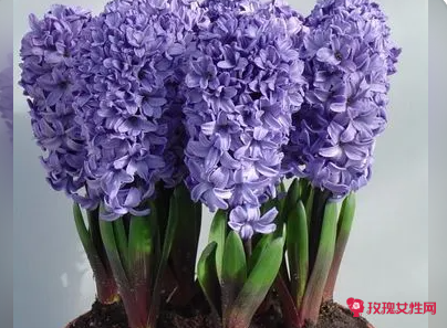 风信子能放室内养吗