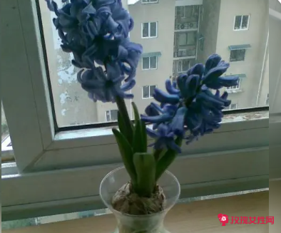 风信子能放室内养吗