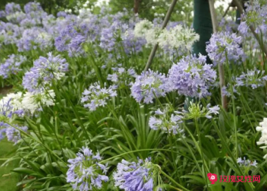 百子莲花语及象征意义