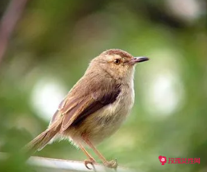 梦见别人送鸟给我是什么意思