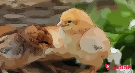 做梦梦到许多小鸡